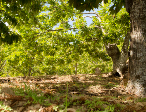 Abierto el plazo para solicitar un puesto en la Feria del Vino y la Castaña 2026