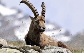 subasta-macho-montes-yunquera