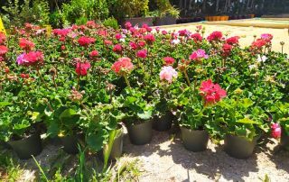 Geranios, plantas con las que se van a usar en el plan de embellecimiento del municipio de Yunquera