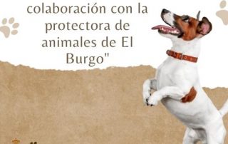 Yunquera pone solución al Abondo de mascotas