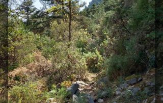 Proyectos Forestales en Yunquera - programa primera experiencia yunquera