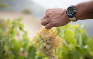 Racimo de uvas en la Vendimia 2023 de Yunquera, en la Sierra de las Nieves