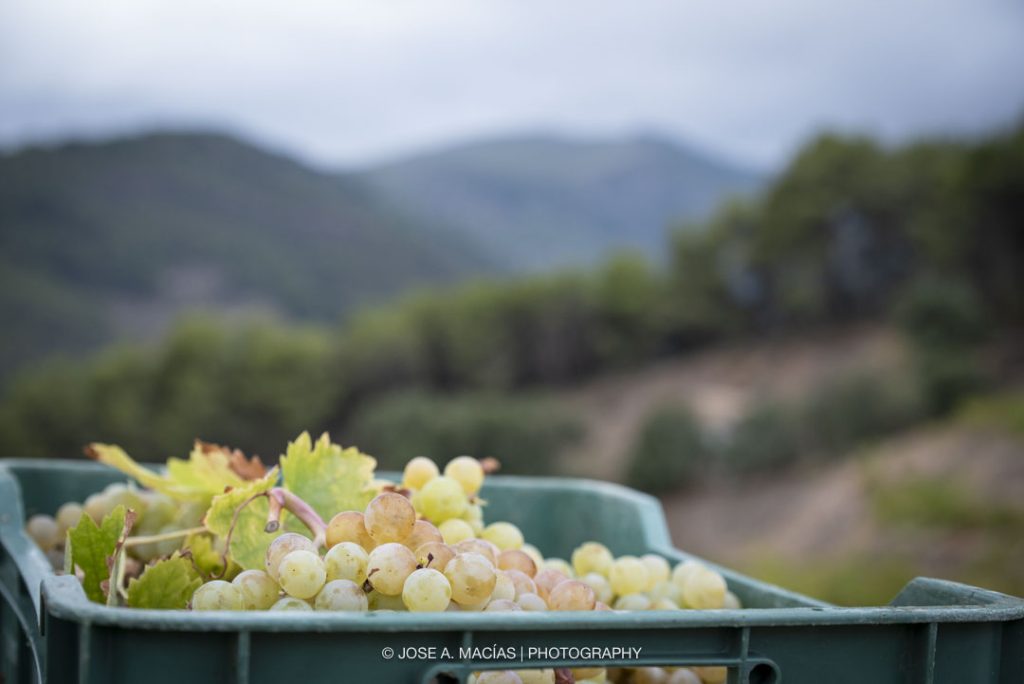 Caja de uvas con el Parque Nacional de la Sierra de las Nieves de fondo.